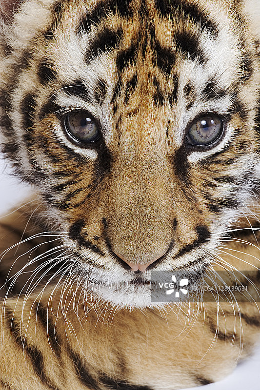 两个月大的虎崽特写，亚洲分布广泛但大部分地区已灭绝图片素材