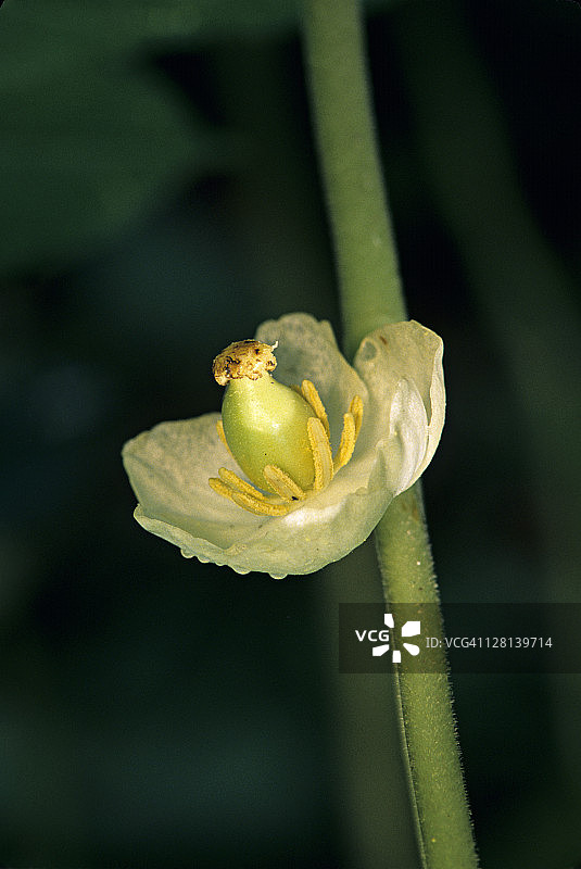 鬼臼花结构：雌蕊、子房、柱头、雄蕊和花瓣图片素材