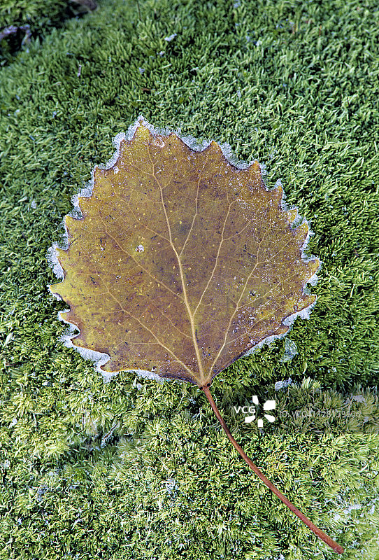 秋季美国密歇根州的大齿白杨叶子上的霜图片素材