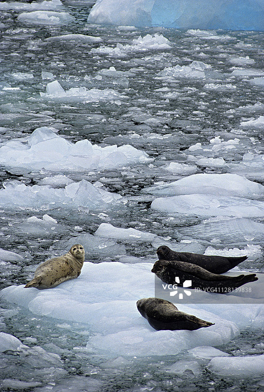 冰上的四只港海豹，冰川湾，美国阿拉斯加州东南部图片素材