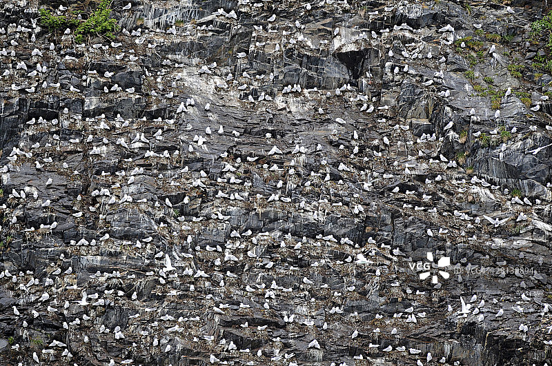 黑腿三趾鸥群落，楚加奇国家森林，美国阿拉斯加图片素材