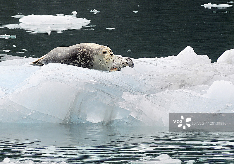 港海豹，斑海豹，母与子。美国阿拉斯加州楚加奇国家森林图片素材