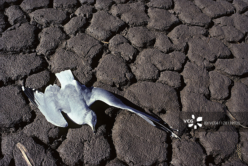 因禽霍乱死亡的环嘴鸥，美国加利福尼亚州索尔顿海图片素材