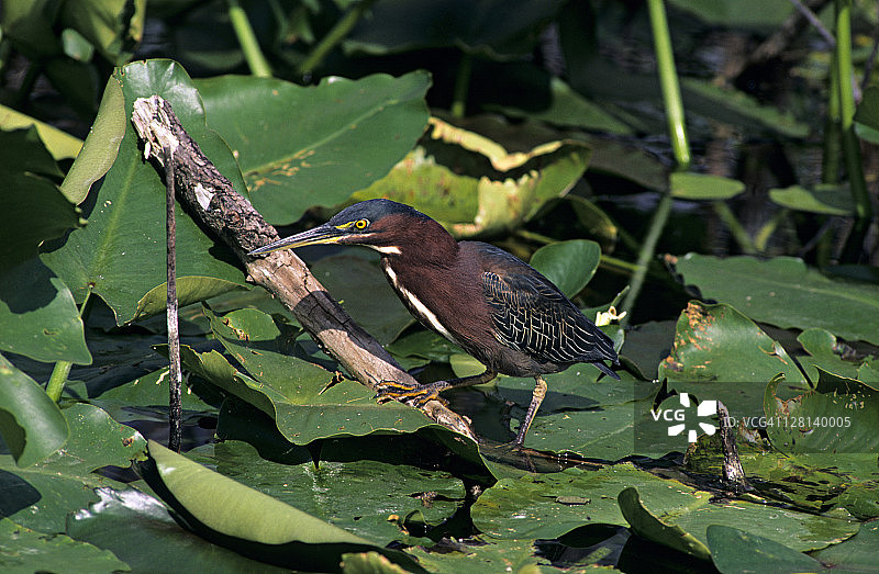 绿鹭在睡莲叶子中觅食图片素材