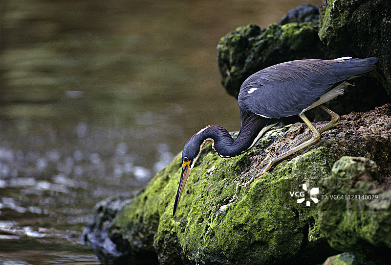美国佛罗里达州萨尼贝尔岛上正在潜行捕食的三色鹭图片素材