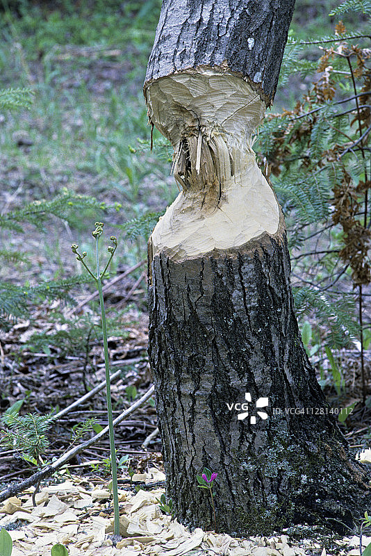 美国密歇根州被海狸啃食的树木图片素材