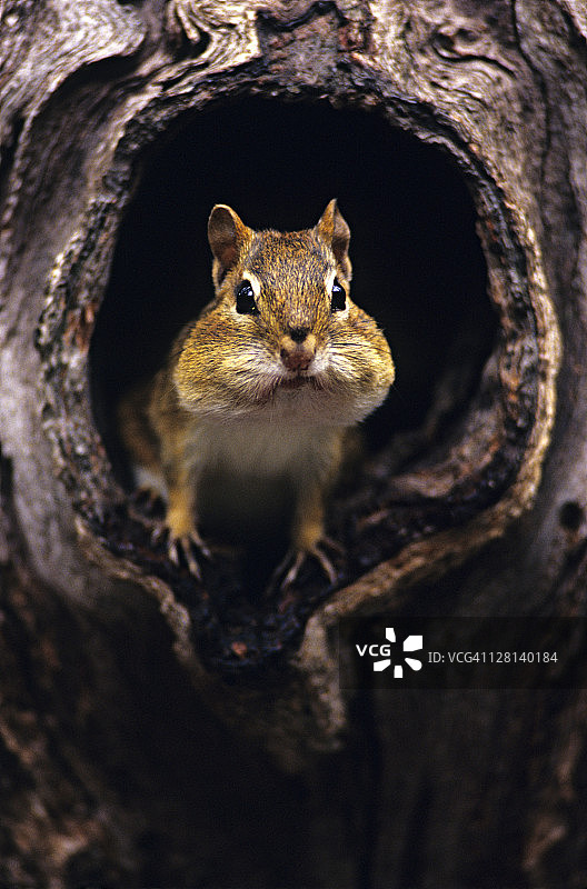 东方花栗鼠在树干洞中图片素材