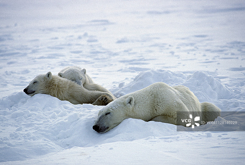 雌性北极熊与幼崽在加拿大哈德逊湾睡觉图片素材