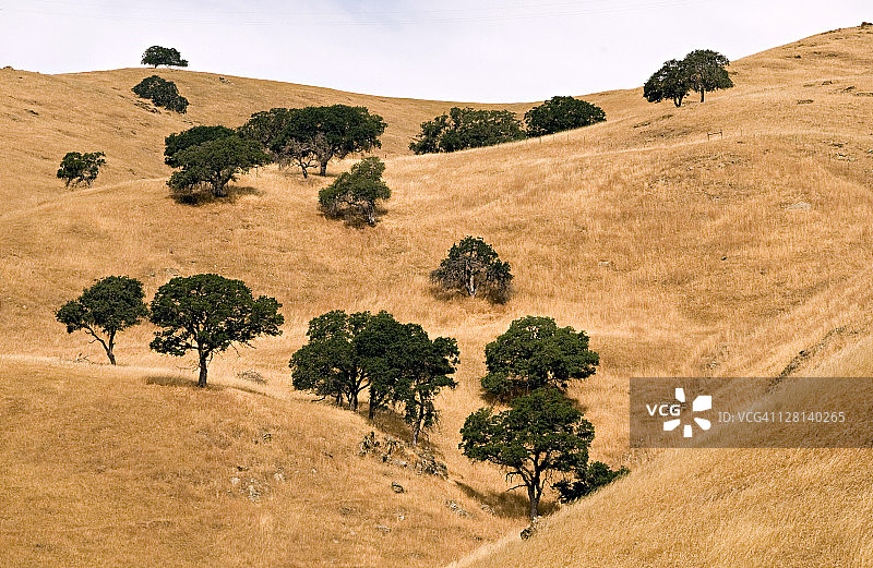 美国加利福尼亚州默塞德县的矮树林生物群系，该生物群系冬季温和多雨，夏季非常干燥，有常绿灌木和小树，矮树林中经常发生火灾图片素材