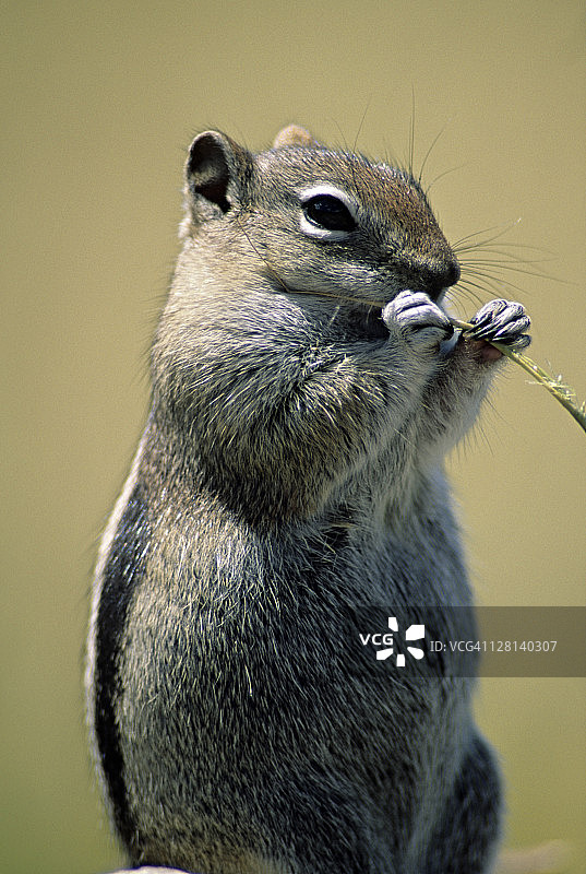 金背地松鼠在沙丘国家纪念碑觅食，美国科罗拉多州图片素材