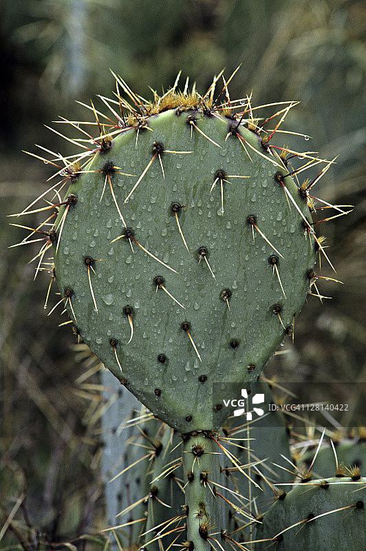 仙人掌特写，美国亚利桑那州索诺拉沙漠图片素材