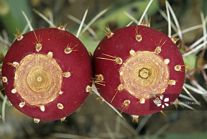 美国亚利桑那州索诺兰沙漠的仙人掌果实特写图片素材