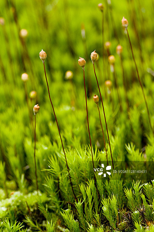 苔藓孢子体和配子体 - 绵藓，复齿藓属。没有输导组织的原始非维管植物（苔藓植物）。孢子囊被毛萼覆盖。美国北卡罗来纳州图片素材