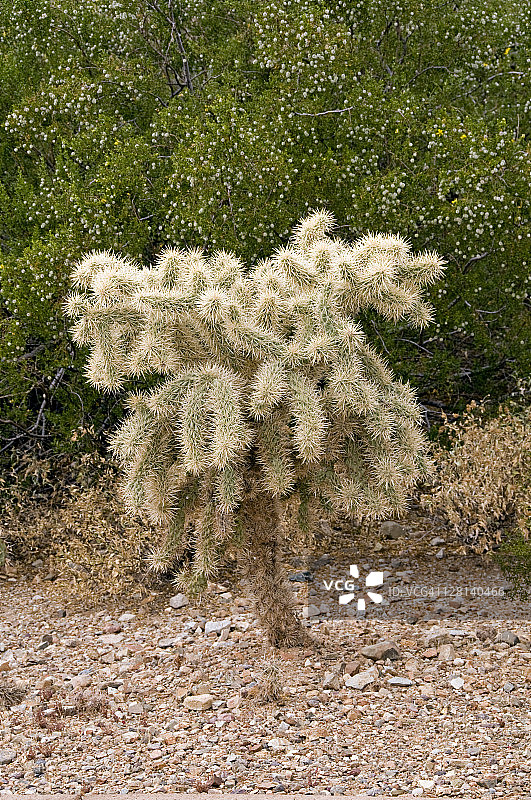 巨柱仙人掌国家公园的熊掌仙人掌，亚利桑那州图森，美国。图片素材
