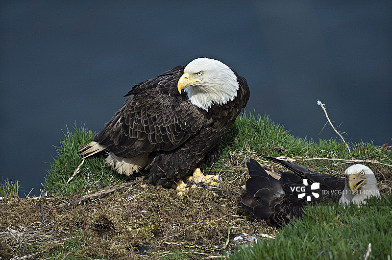 秃鹰在巢中，美国阿拉斯加州荷兰港乌纳拉斯卡岛图片素材