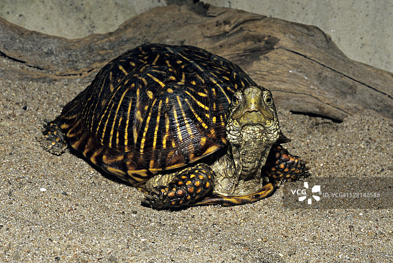 雄性沙漠箱龟，产于美国亚利桑那州和新墨西哥州图片素材