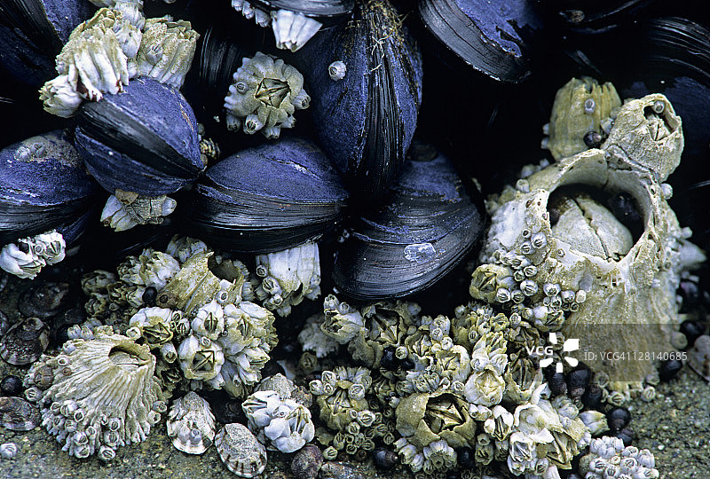 太平洋潮间带的Acorn Barnacles、Balanus glandula和加州贻贝图片素材