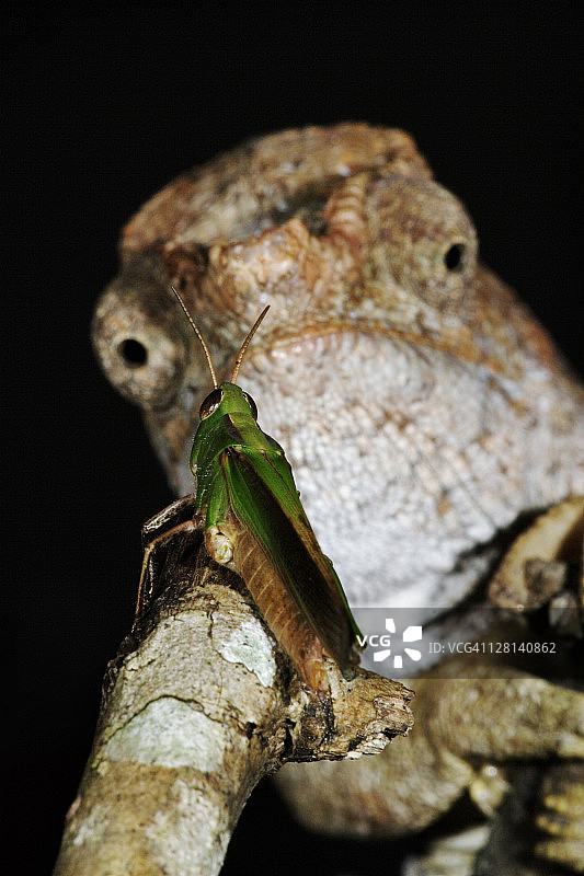 短角或象耳变色龙，正在观察草蜢猎物，马达加斯加图片素材