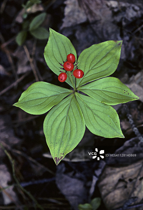 加拿大犬 Cornus canadensis，山茱萸科植物，生长于北部森林和山区图片素材