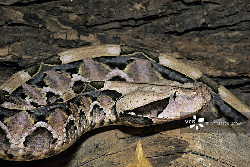 西非加蓬蝰蛇特写，非洲西部图片素材