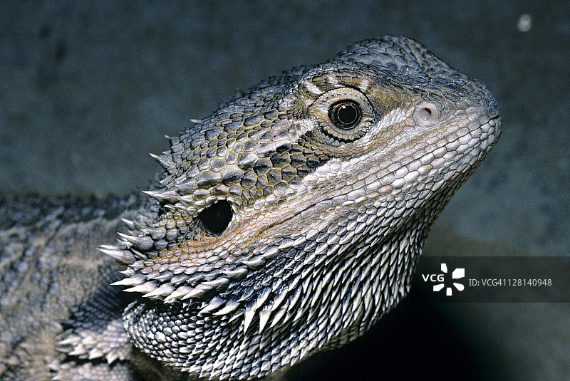 澳洲内陆胡须龙特写图片素材