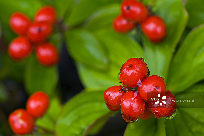 加拿大阿拉斯加 Bunchberries 玉米特写图片素材