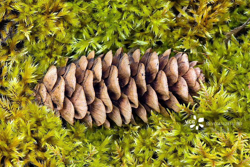 红色藓类上的黑云杉种子锥特写图片素材