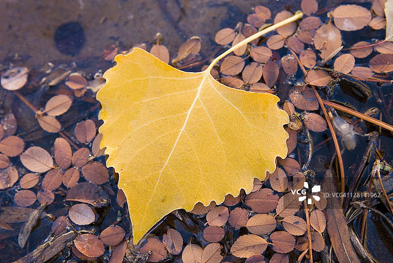 锡安国家公园水中漂浮的白杨叶图片素材