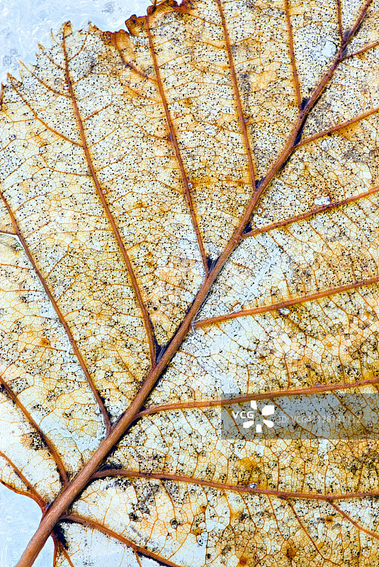 肯尼科特冰川腐烂的树叶特写，位于美国阿拉斯加州兰格尔-圣伊莱亚斯国家公园图片素材
