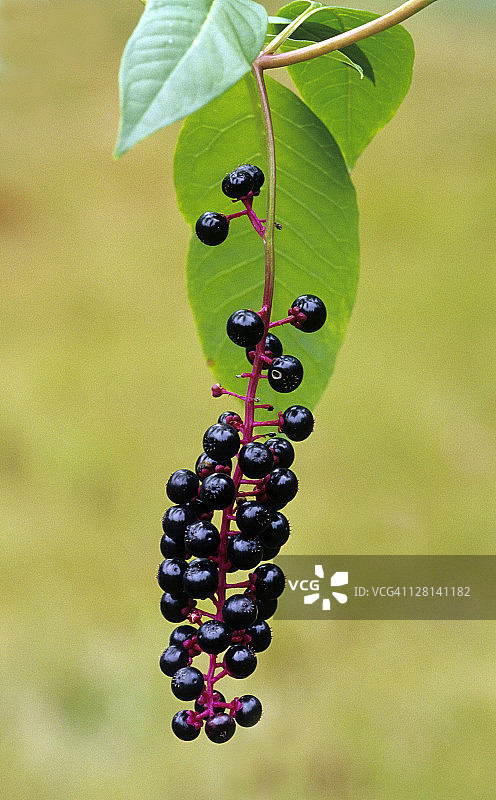 美洲商陆，带有深紫色黑色浆果。一种常见的有害杂草，浆果和根有毒。美国密歇根州图片素材