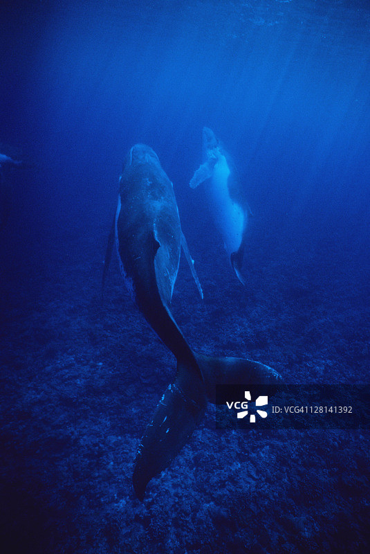 座头鲸母子，大翅鲸，波利尼西亚群岛图片素材