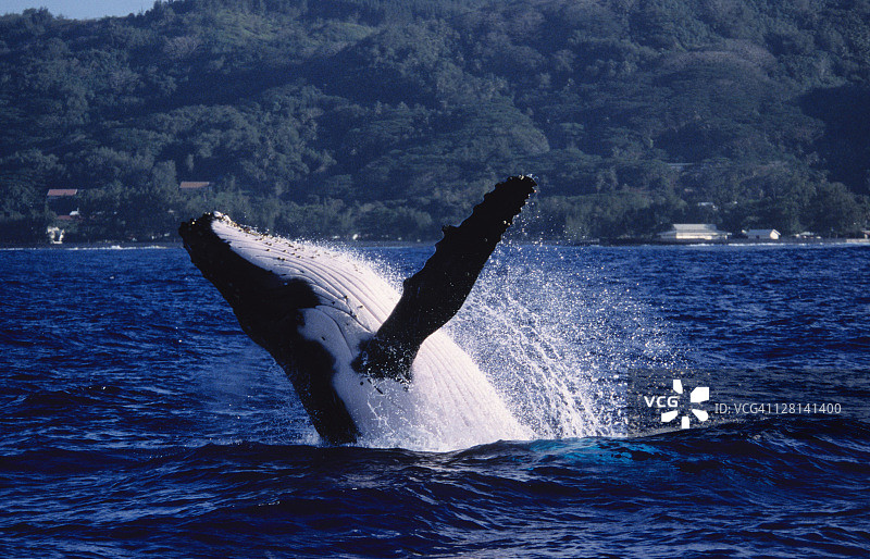 座头鲸跃出水面（大翅鲸，波利尼西亚）图片素材