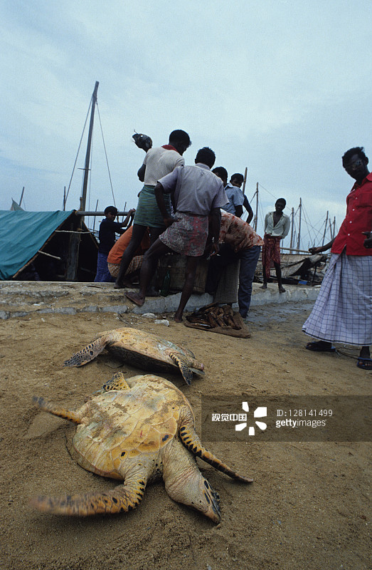 马尔代夫捕获的玳瑁图片素材