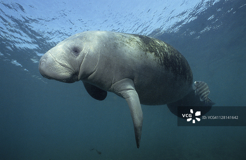 游泳的海牛，佛罗里达水晶河图片素材