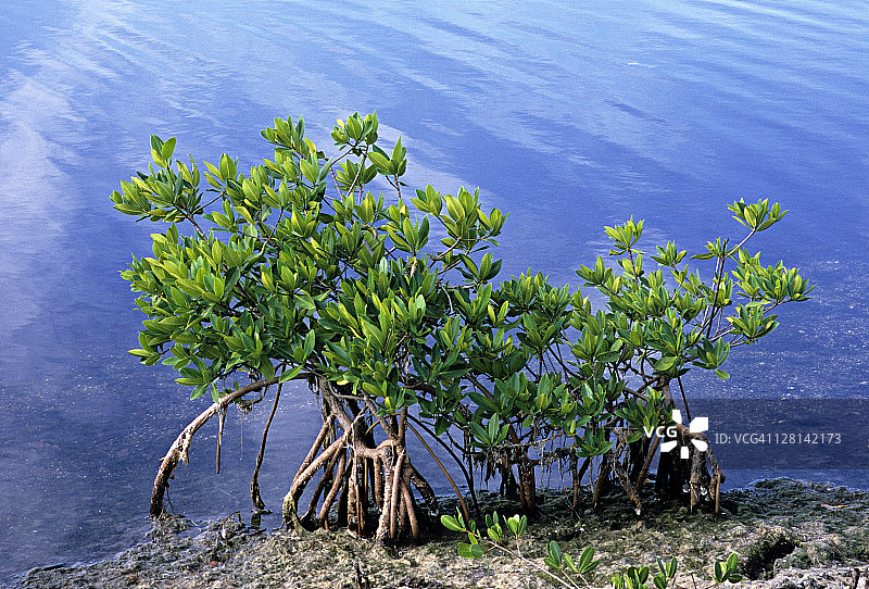 红树林：常见沿海树木，佛罗里达州桑尼贝尔岛，美国图片素材