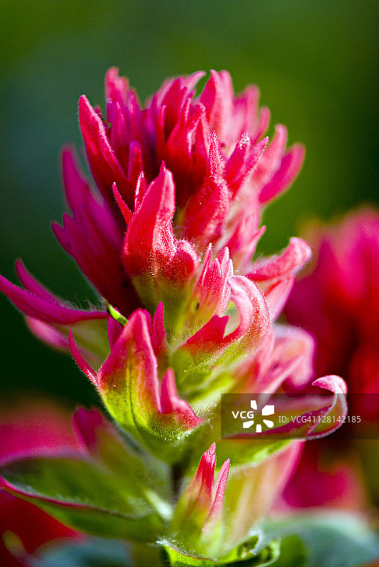 红色画笔花图片素材