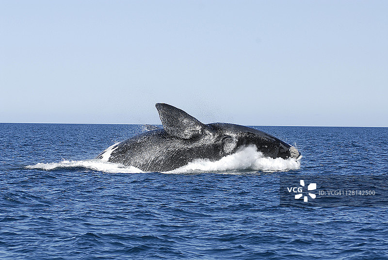 南露脊鲸跃出水面，瓦尔德斯半岛，阿根廷，大西洋（6/7）图片素材