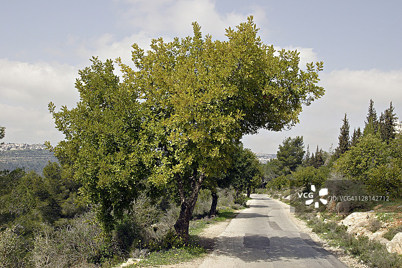 以色列耶路撒冷附近犹太山区的角豆树图片素材