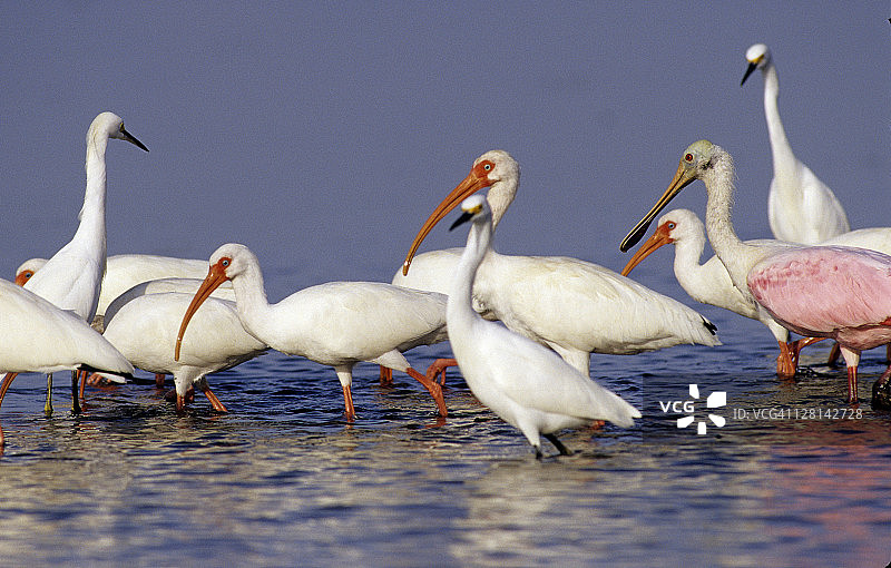 丁达令国家野生动物保护区白鹮雪鹭和琵鹭觅食图片素材