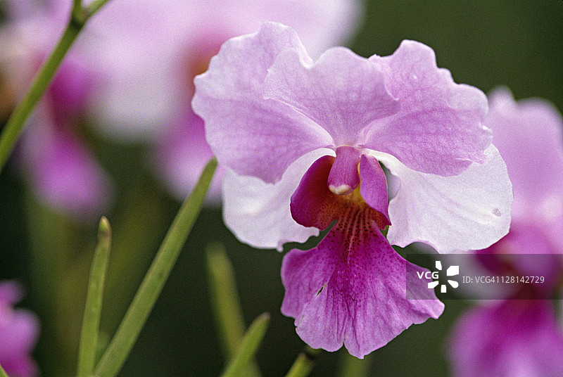 万代兰：安德洛墨达热带花园，巴巴多斯图片素材