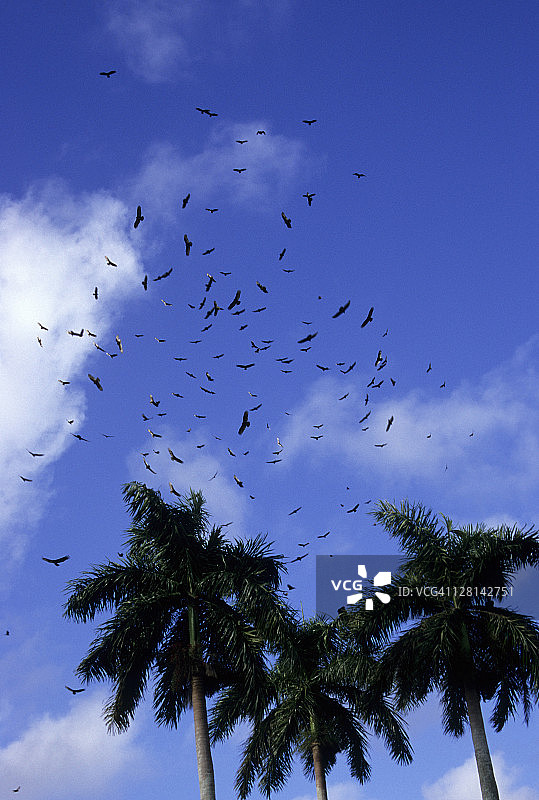 大沼泽地国家公园中翱翔的黑美洲鹫和红头美洲鹫图片素材