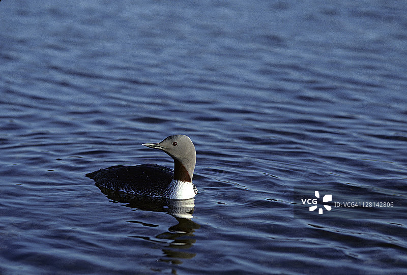 北极湖上游泳的红喉潜鸟图片素材