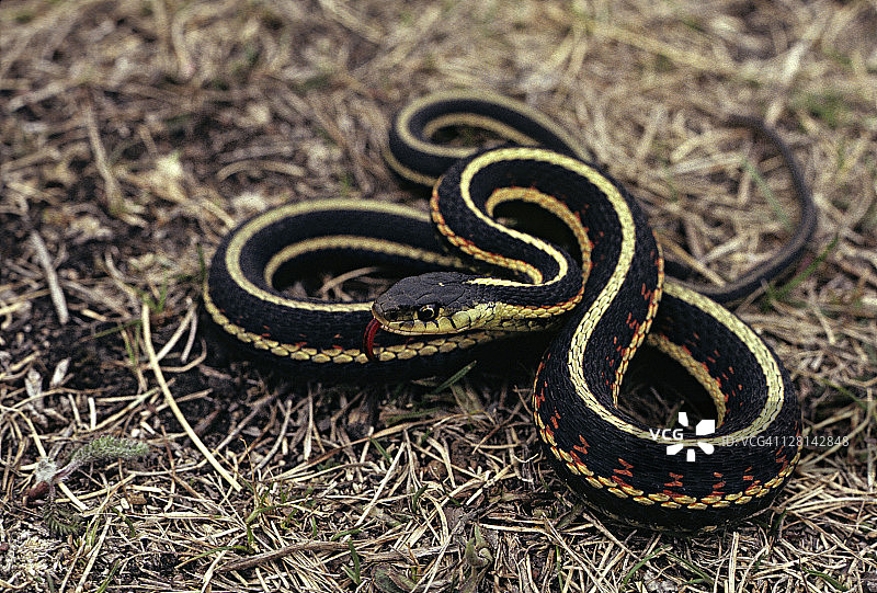 防御姿态的红边束带蛇图片素材