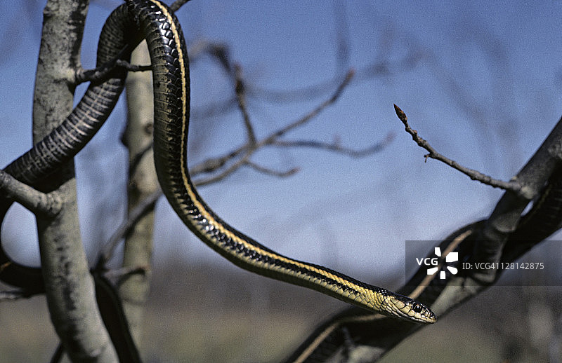 树上的红边束带蛇图片素材