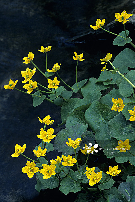 Marsh Marigold，美国密歇根州图片素材