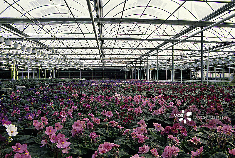 在计算机控制温室中生长的非洲紫罗兰图片素材