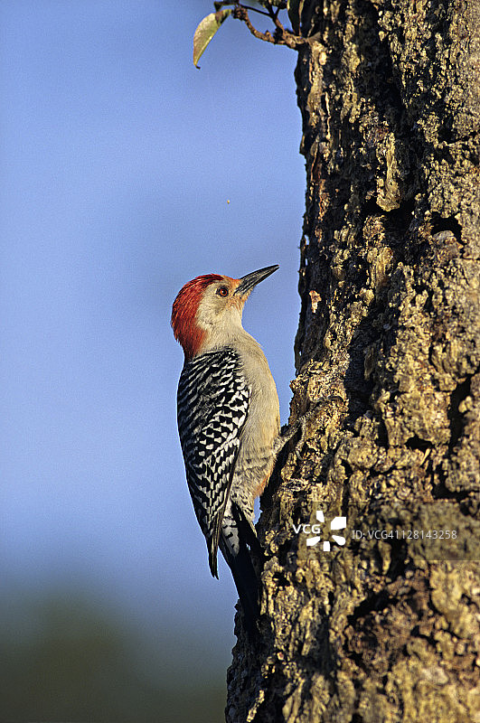 红腹啄木鸟，红色的头部和后颈，美国佛罗里达州，大沼泽地国家公园图片素材