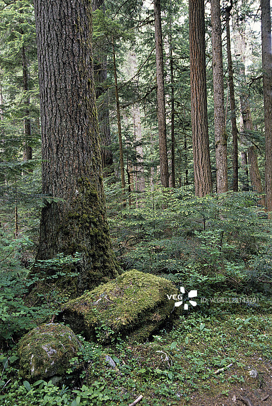 美国华盛顿州北喀斯喀德国家公园的原始森林中的花旗松和铁杉图片素材