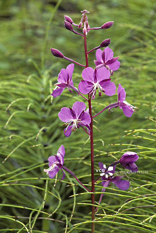 温哥华岛的柳兰花和马尾草，加拿大不列颠哥伦比亚省图片素材