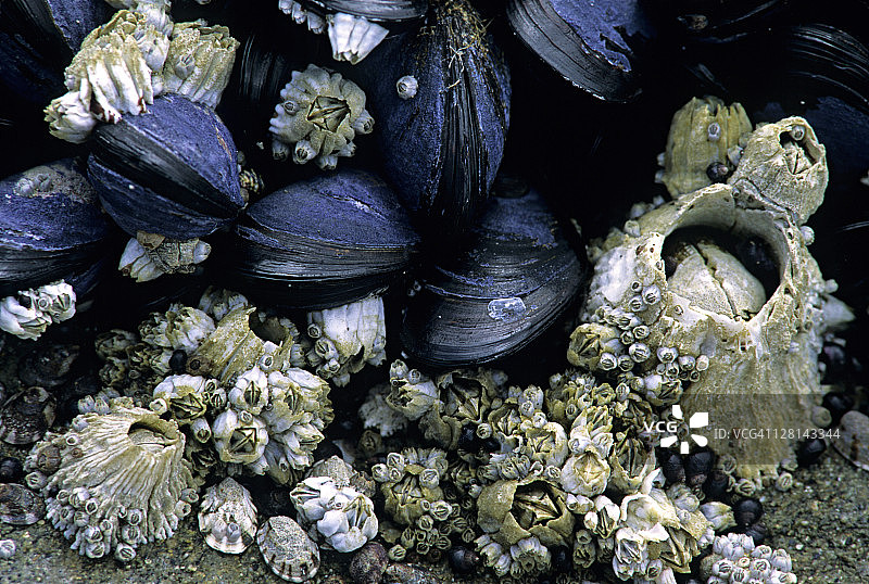 加州藤壶和贻贝图片素材